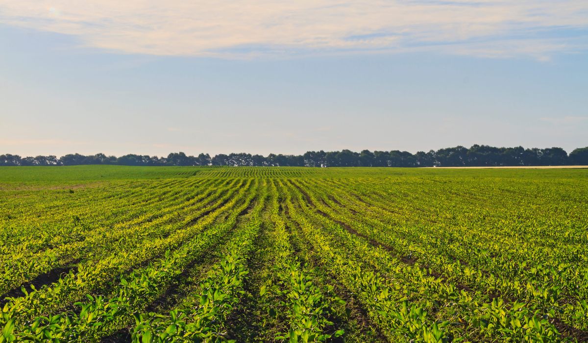 agricoltura sostenibile